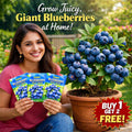Premium Giant Blueberry Fruit Seeds | BUY 1 GET 2 FREE