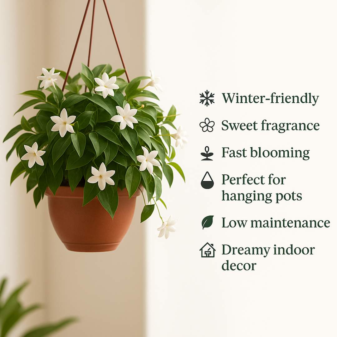 Winter-Friendly Hanging Jasmine — Dreamy Indoor Flower Seeds (Buy 1 Get 1 Free)