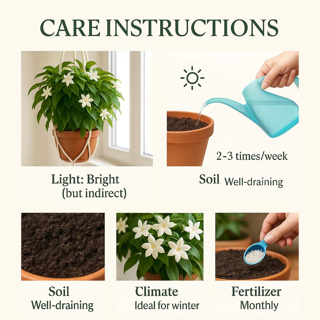 Winter-Friendly Hanging Jasmine — Dreamy Indoor Flower Seeds (Buy 1 Get 1 Free)