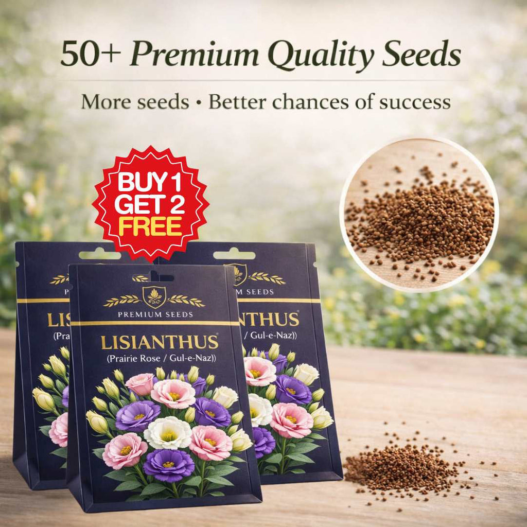 Premium Lisianthus (Prairie Rose / Gul-e-Naz) Flower Seeds | BUY 1 GET 2 FREE