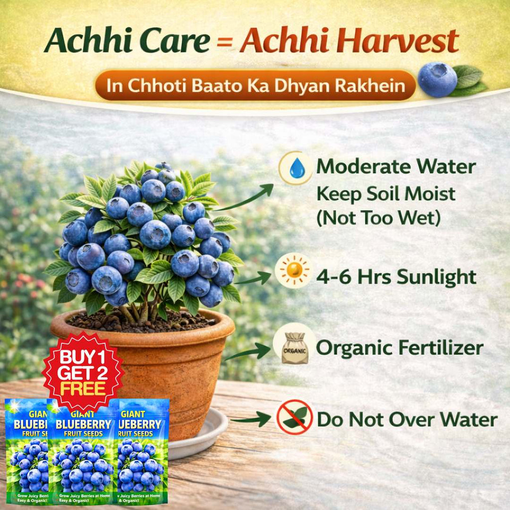 Premium Giant Blueberry Fruit Seeds | BUY 1 GET 2 FREE