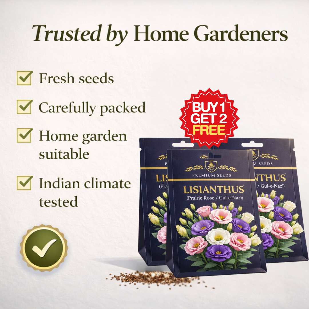Premium Lisianthus (Prairie Rose / Gul-e-Naz) Flower Seeds | BUY 1 GET 2 FREE