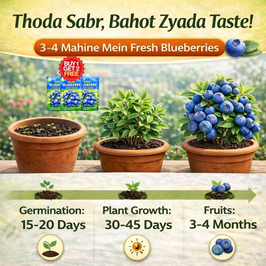 Premium Giant Blueberry Fruit Seeds | BUY 1 GET 2 FREE
