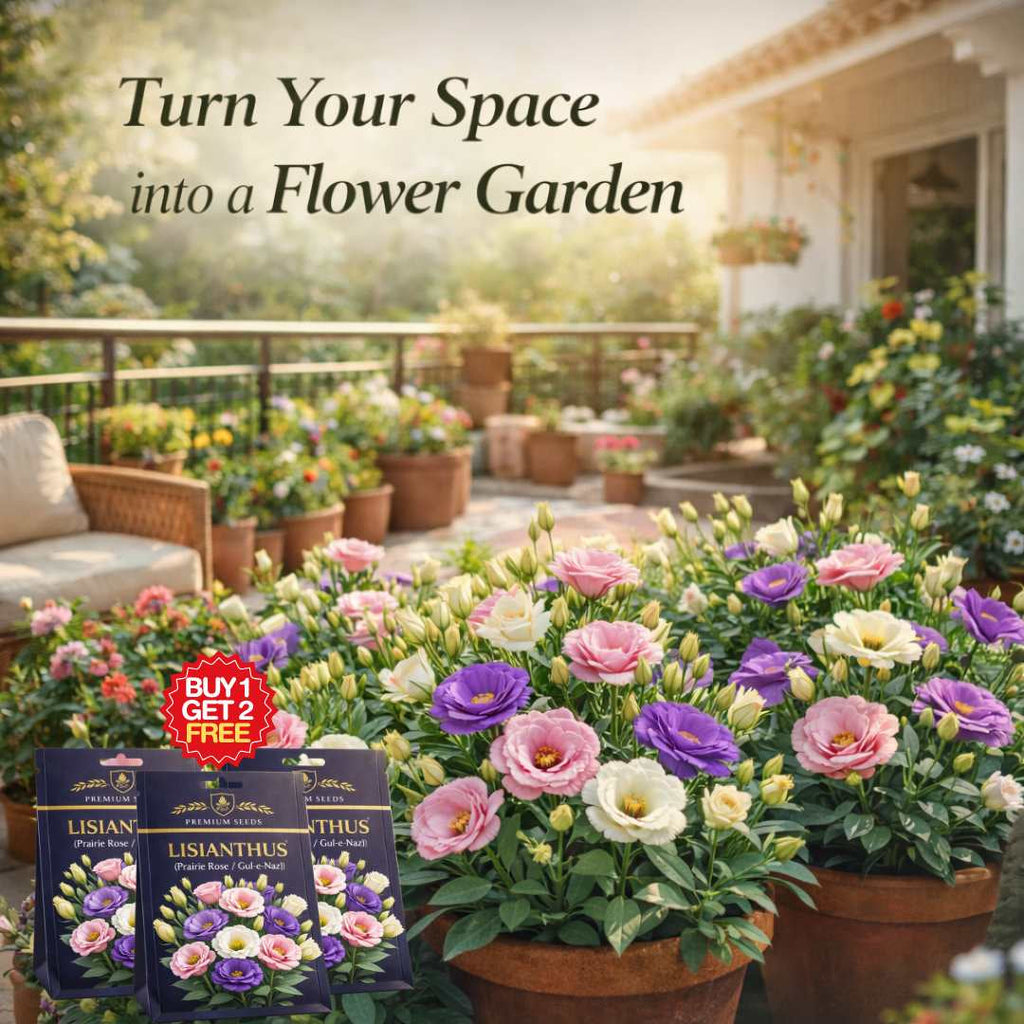 Premium Lisianthus (Prairie Rose / Gul-e-Naz) Flower Seeds | BUY 1 GET 2 FREE